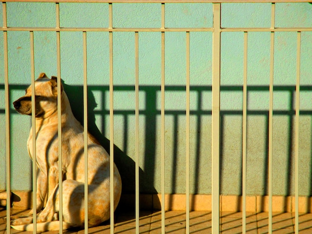 Gato mirando hacia afuera sentado al aire libre