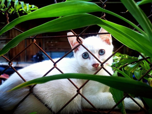 gato mirando al frente