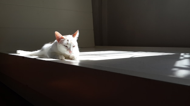 Gato mirando algo y tomar el sol.