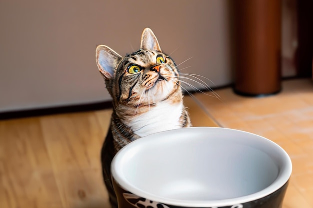 Un gato mirando hacia arriba junto a un plato de comida vacío.