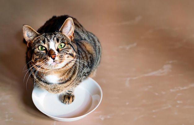 Un gato mirando hacia arriba junto a un plato de comida vacío.