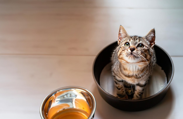 Un gato mirando hacia arriba junto a un plato de comida vacío.