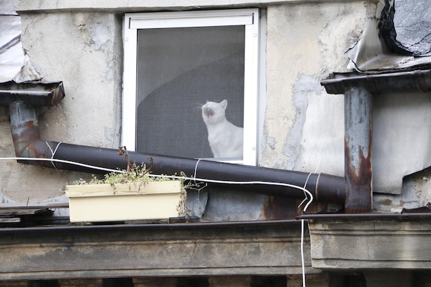El gato mirando hacia arriba