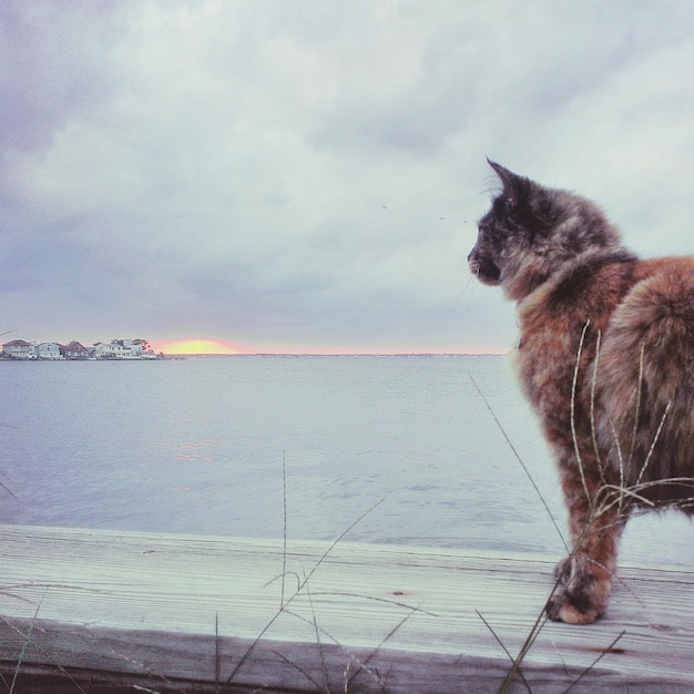 Foto el gato mirando hacia arriba