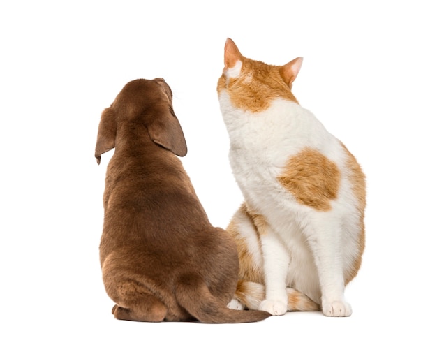 Gato mirando hacia atrás y vista posterior de un cachorro de Labrador Retriever mirando hacia arriba delante de la pared blanca