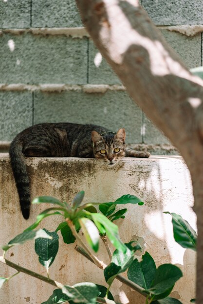 Foto gato mirando a la cámara al aire libre