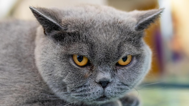 Gato mirando a la cámara después de cepillarse el cabello en el servicio de aseo profesional