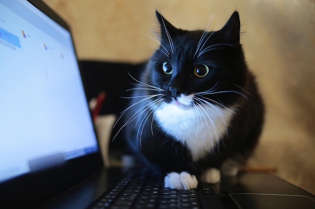 Gato mirando a la cámara