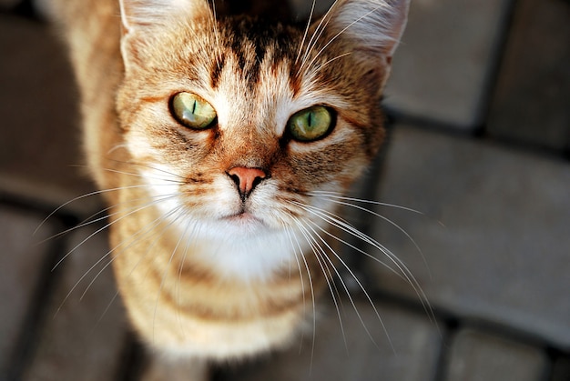 Gato mirando a la cámara