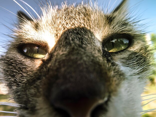 Foto gato mirando hacia la cámara