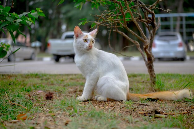 Foto gato mirando hacia el campo