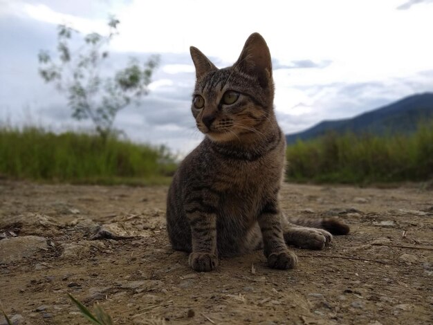 Foto gato mirando hacia el campo