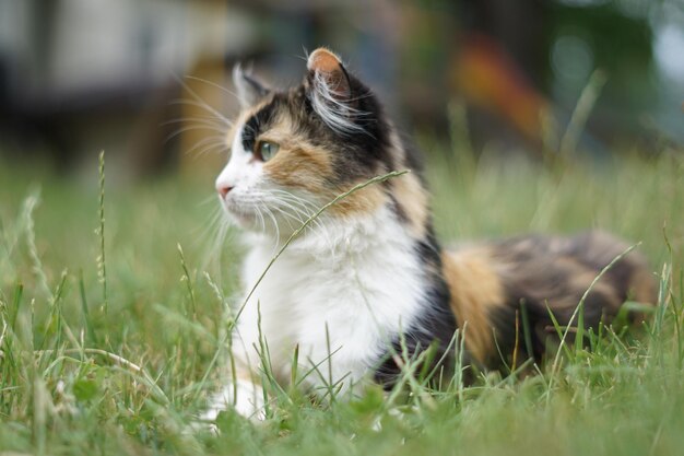 Foto gato mirando hacia el campo