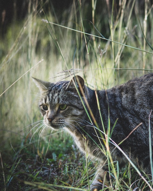 Foto gato mirando hacia el campo