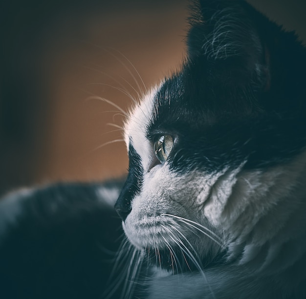 Gato mirando hacia un lado con detalle en el ojo