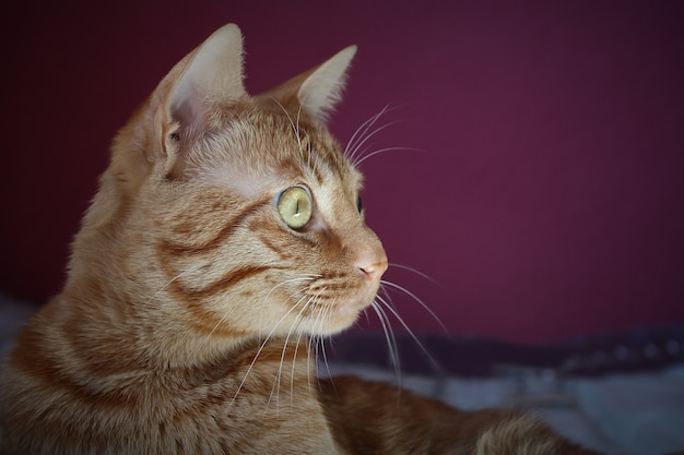 Foto gato mirando hacia un lado con detalle en el ojo