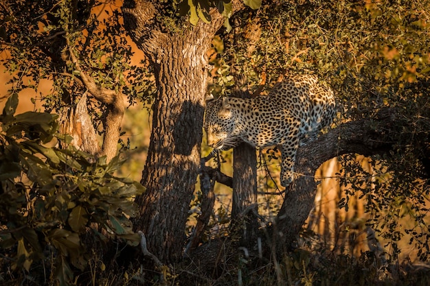 Gato mirando lejos en el bosque