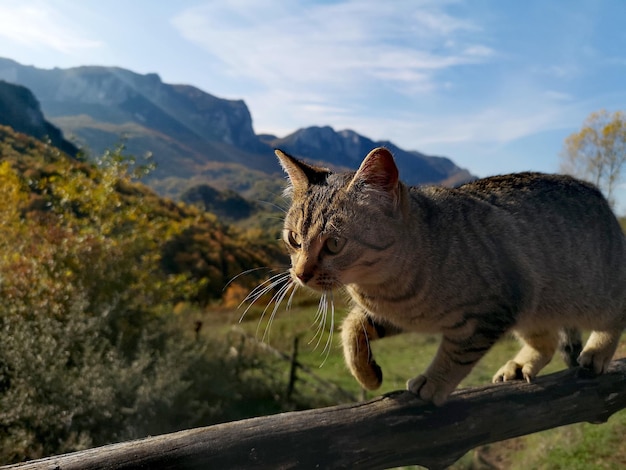 Gato mirando hacia la montaña contra el cielo