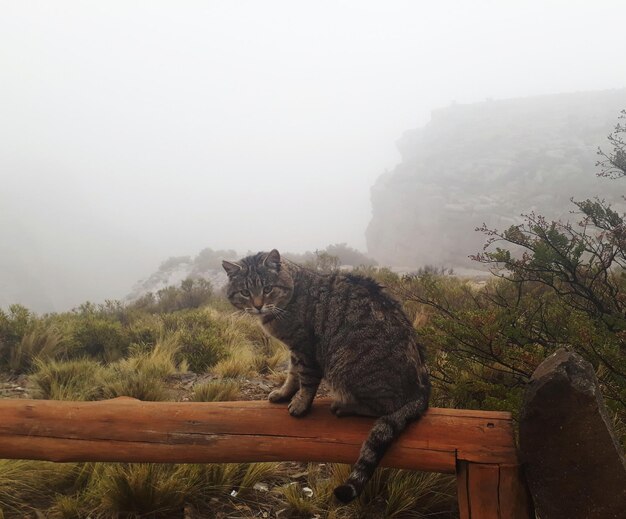 Foto gato mirando las montañas contra el cielo