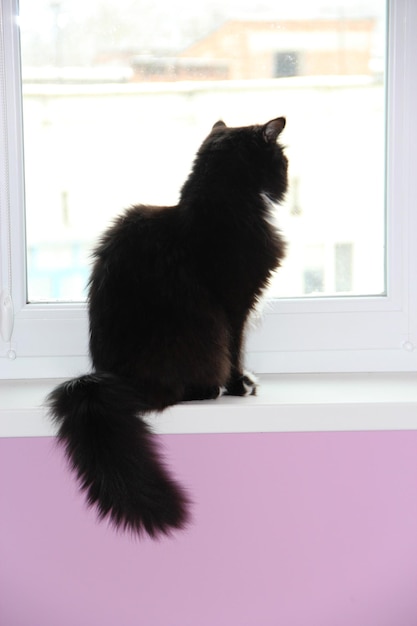 gato mirando nevadas fuera de la ventana Gato doméstico mirando nieve cayendo fuera de la ventana