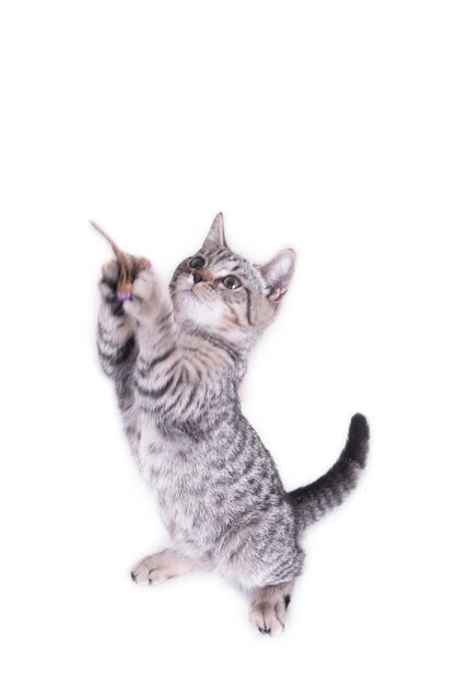 Foto gato mirando hacia otro lado sobre un fondo blanco