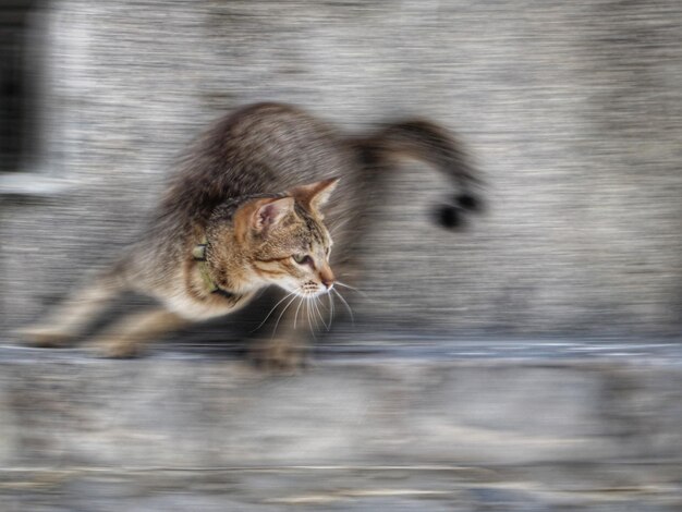 Foto el gato mirando hacia otro lado.