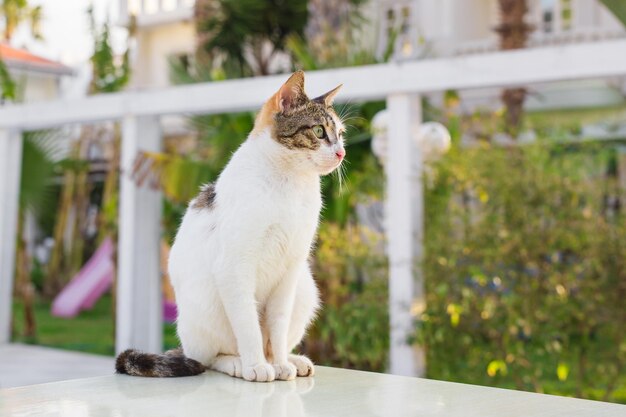 Foto el gato mirando hacia otro lado.