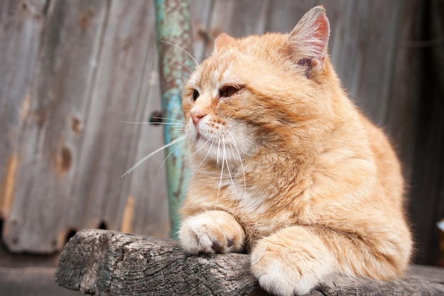 El gato mirando hacia otro lado.