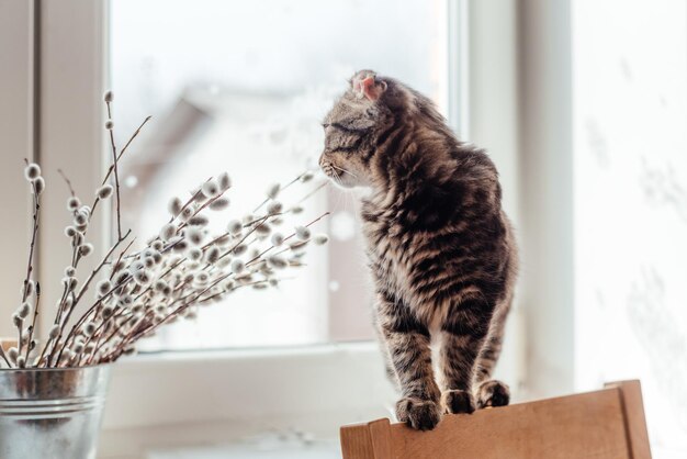 Foto gato mirando hacia otro lado