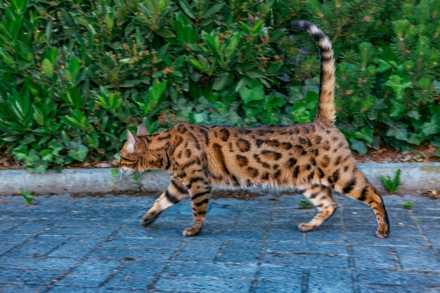 Foto gato mirando hacia otro lado