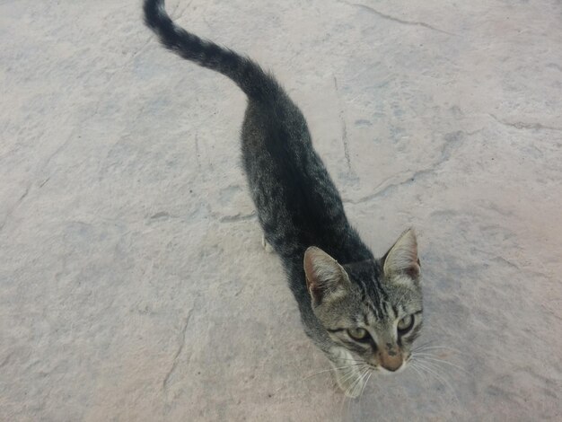 Foto el gato mirando hacia otro lado.