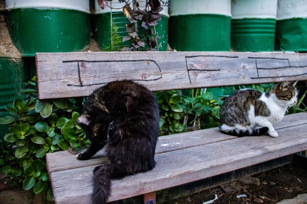 Foto el gato mirando hacia otro lado.