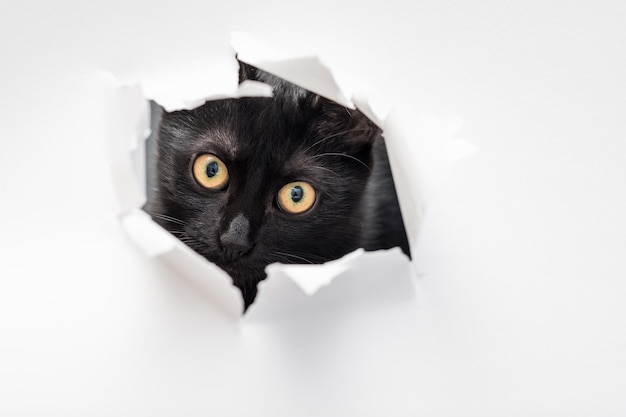 Gato mirando a través del agujero rasgado en papel blanco peekaboo mascotas traviesas y animales domésticos traviesos