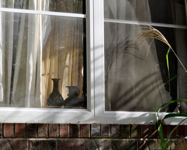 Gato mirando por la ventana