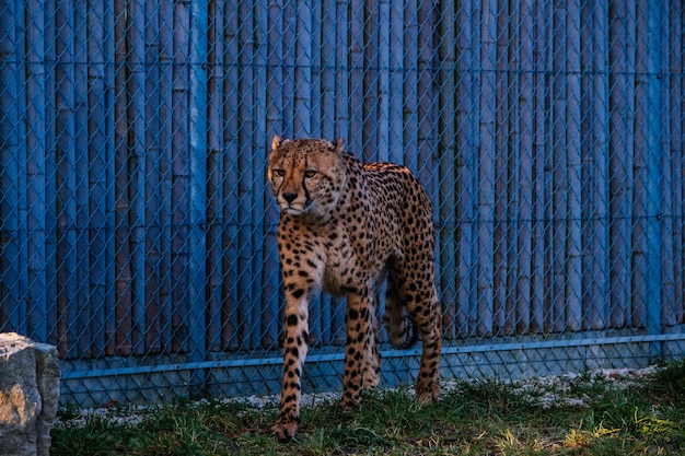 Foto gato mirando el zoológico