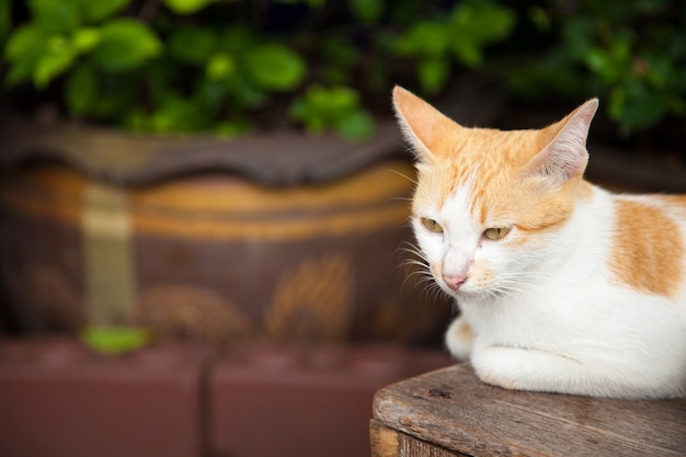 gato mirando.