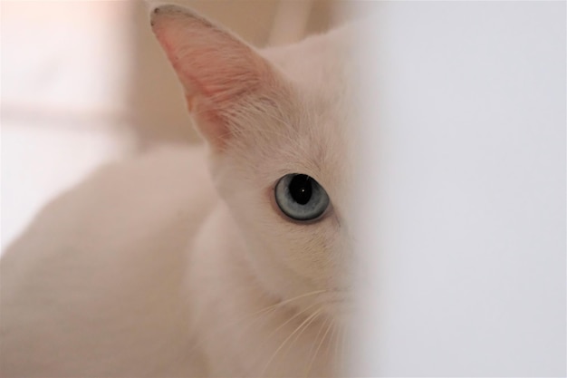 Foto el gato miró fijamente a lo que pensó que sería una amenaza para él.