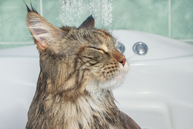 Gato mojado en el baño