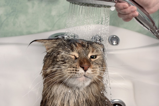 Gato mojado en el baño