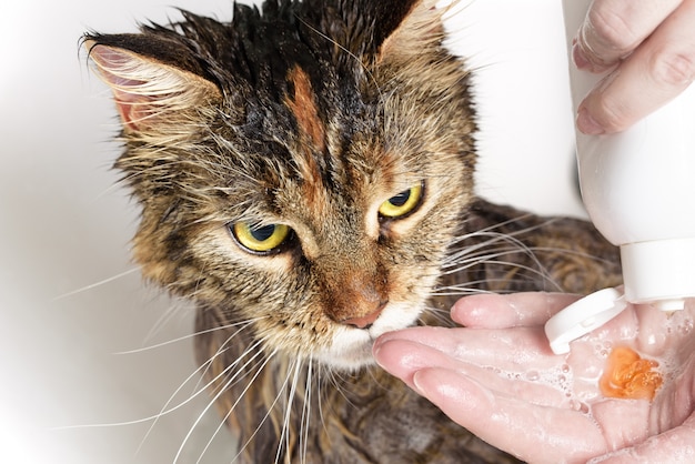 Gato mojado en el baño