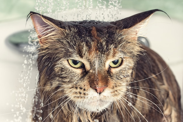 Gato mojado en el baño