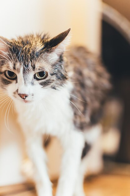 Gato mojado después de lavarse en el baño Retrato de animal