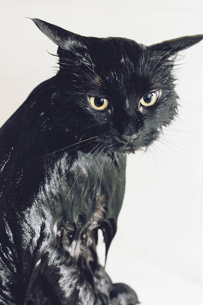 Gato molhado