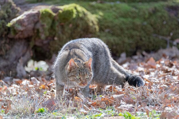 Gato montés europeo (Felis silvestris silvestris) Cádiz, España.