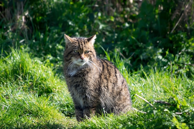 Gato montés europeo (felis silvestris silvestris)