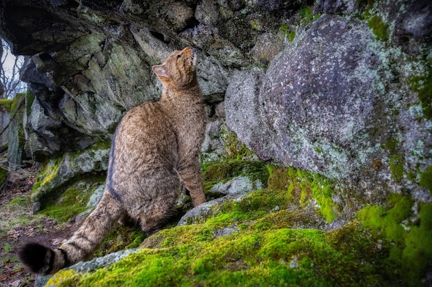 Gato montés europeo en un hermoso hábitat natural