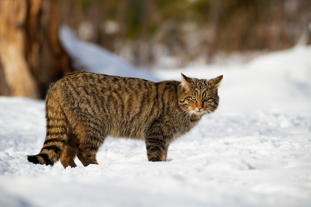 Gato montés europeo y su mirada penetrante en el bosque nevado