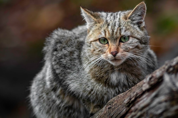 gato montés europeo