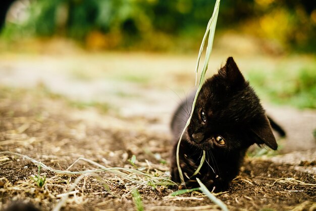 Foto gato mordendo uma folha enquanto descansa no campo