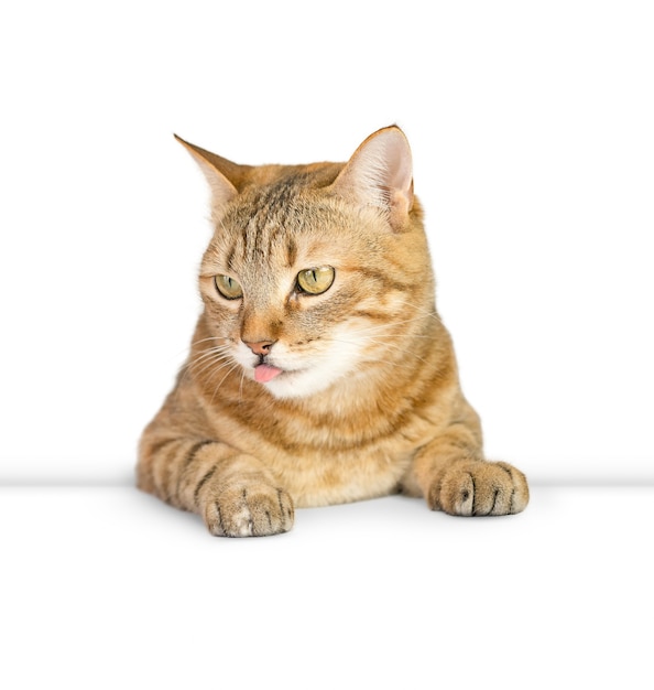 Gato mostra a língua, isolada no fundo branco
